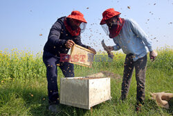 Zbiory miodu w Bangladeszu