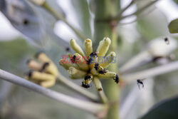 Zalesianie Brazylii  - NYT