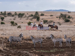 Safari na koniu - Redux