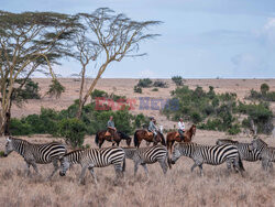 Safari na koniu - Redux