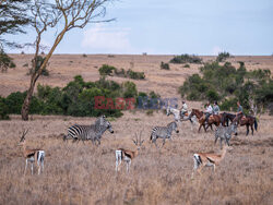 Safari na koniu - Redux