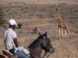 Safari na koniu - Redux