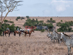 Safari na koniu - Redux