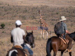 Safari na koniu - Redux