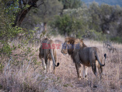 Safari na koniu - Redux