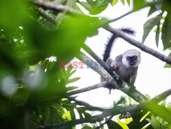 Na ratunek lemurom z Madagaskaru - Redux