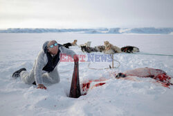 Ostatni inuiccy myśliwi - AFP