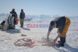 Ostatni inuiccy myśliwi - AFP