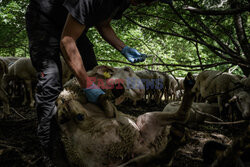 Pasterze owiec w dzikiej dolinie Fournel - AFP