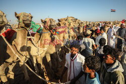 4. Camel Race w El Alamein