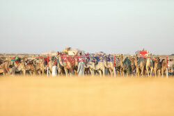 4. Camel Race w El Alamein