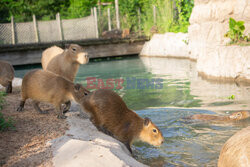 Sposoby na ochłodę w ZOO w Teksasie