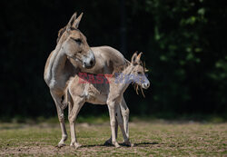 ZOO w Chester świętuje narodziny najrzadszego osła na świecie