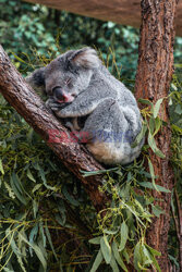 Koala zajada eukaliptus