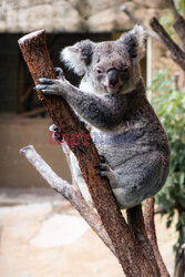 Koala zajada eukaliptus