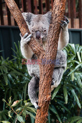 Koala zajada eukaliptus