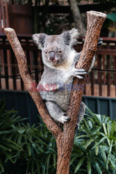 Koala zajada eukaliptus