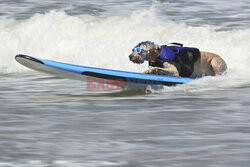 Mistrzostwa psów w surfingu