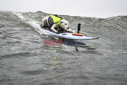 Mistrzostwa psów w surfingu