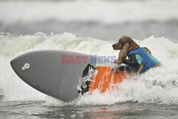 Mistrzostwa psów w surfingu