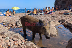 Dziki na plaży we Francji