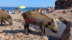 Dziki na plaży we Francji