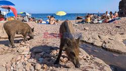 Dziki na plaży we Francji