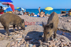 Dziki na plaży we Francji