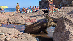 Dziki na plaży we Francji