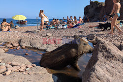 Dziki na plaży we Francji