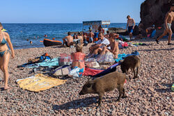 Dziki na plaży we Francji