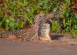 Jaguar zaatakował aligatora