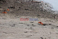 Krab czerwony duch na plaży w Kolumbii