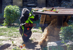 50. urodziny goryla Toni w ZOO w Kijowie