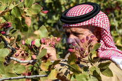 Zbiory pistacji  w Syrii