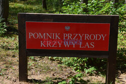 Krzywy Las koło Gryfina