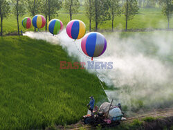 Opryskiwanie pola ryżowego za pomocą balonów z wodorem