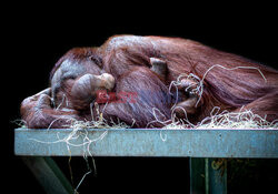 Mały orangutan w objęciach matki