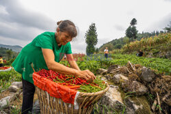 Sortowanie suszonych papryczek chilli