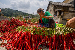 Sortowanie suszonych papryczek chilli