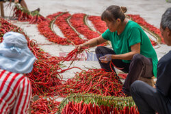 Sortowanie suszonych papryczek chilli