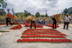 Sortowanie suszonych papryczek chilli