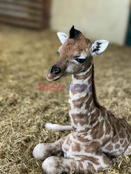 Młoda żyrafa w brytyjskim zoo