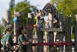 Brytyjskie zoo ogłosiło sukces w programie treningów dla żyraf