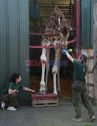 Brytyjskie zoo ogłosiło sukces w programie treningów dla żyraf