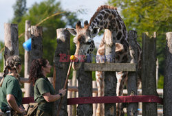 Brytyjskie zoo ogłosiło sukces w programie treningów dla żyraf