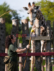 Brytyjskie zoo ogłosiło sukces w programie treningów dla żyraf