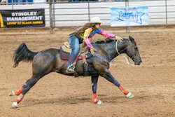 Arizona Black Rodeo - Rex Features