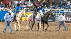 Arizona Black Rodeo - Rex Features