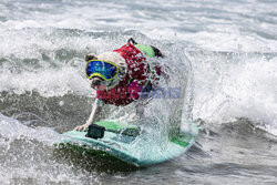 Doroczne zawody surfingowe psów i ich właścicieli